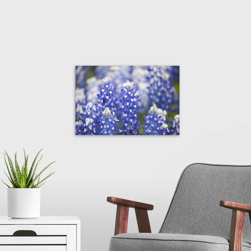 A modern room featuring Close up of group of Texas Bluebonnets (Lupinus texensis), Texas, USA, North America