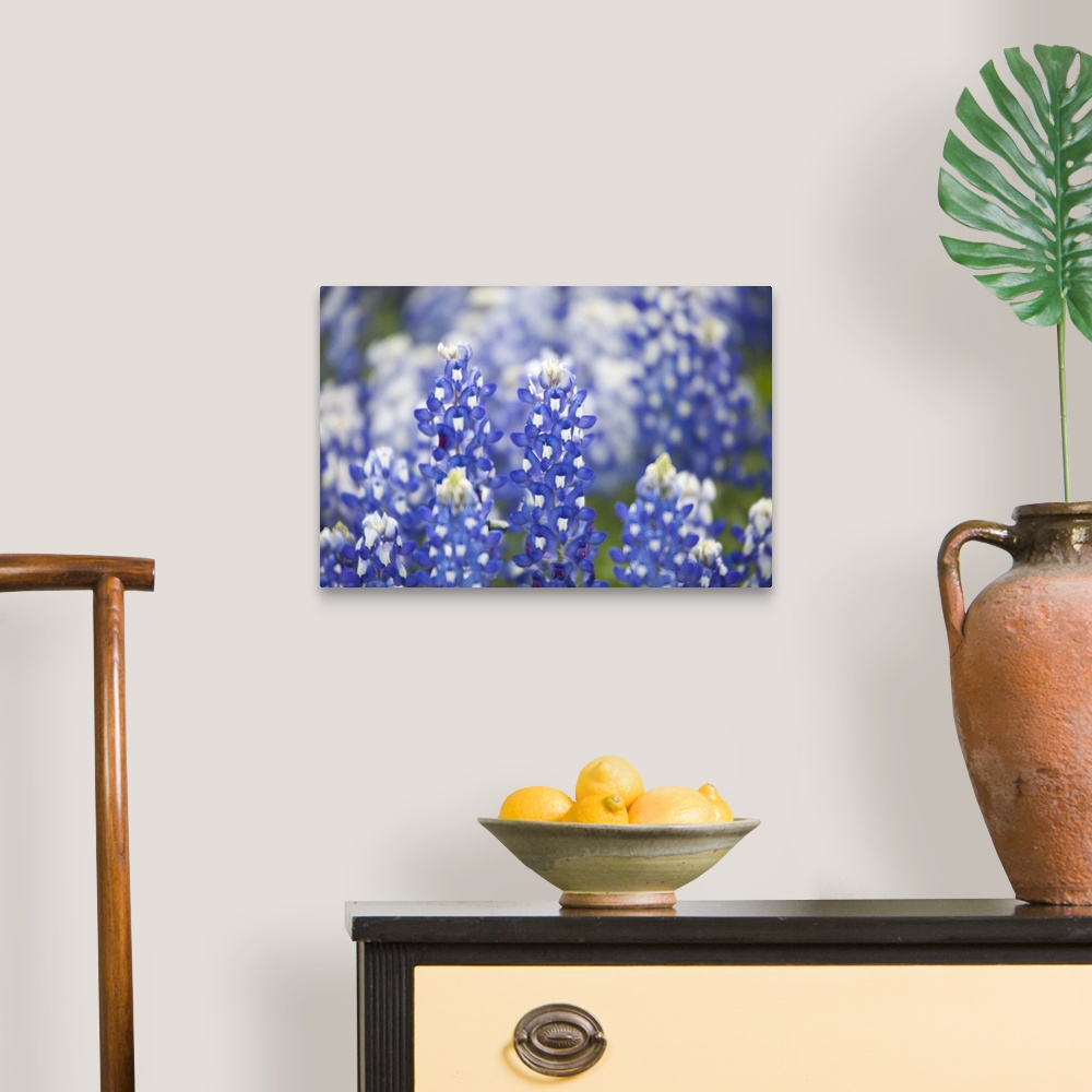 A traditional room featuring Close up of group of Texas Bluebonnets (Lupinus texensis), Texas, USA, North America