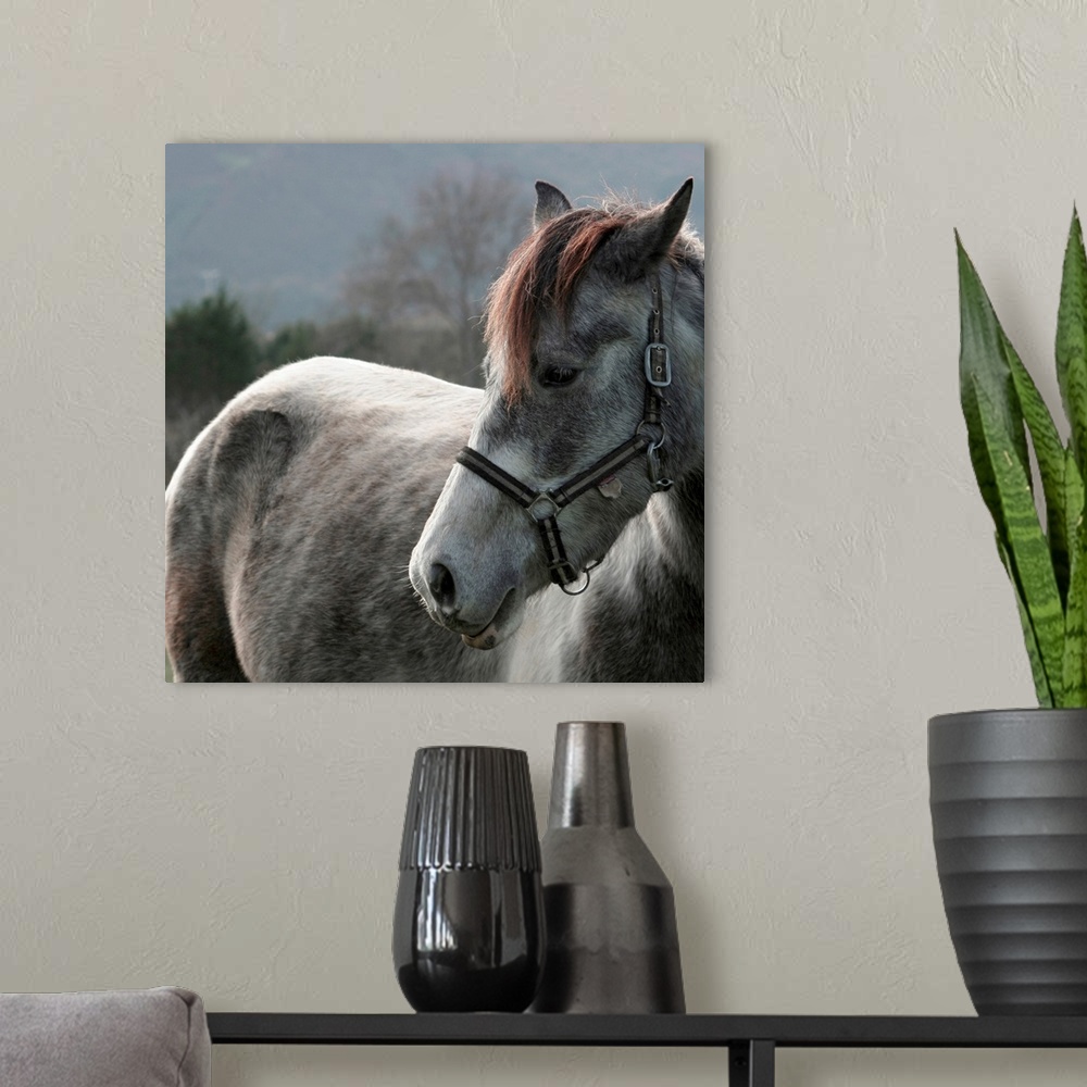 A modern room featuring Close-up of Horse