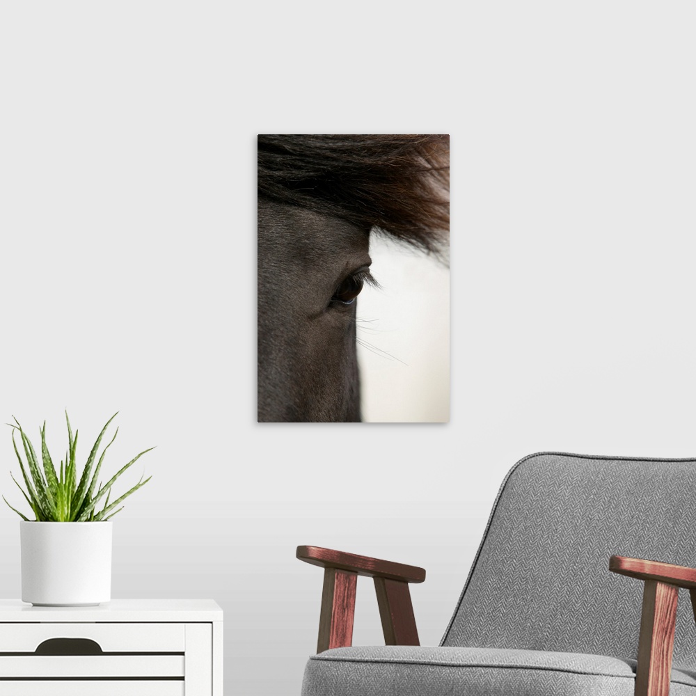 A modern room featuring Close-up of  horse eye and hair