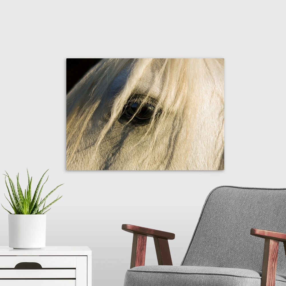 A modern room featuring Close up of horse's eye