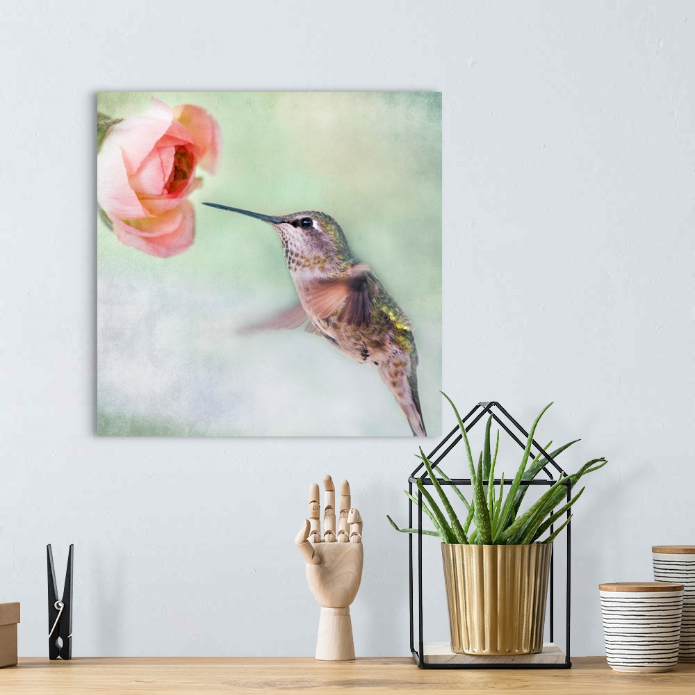 A bohemian room featuring Close up of hummingbird in-flight and pink ranunculus flower.