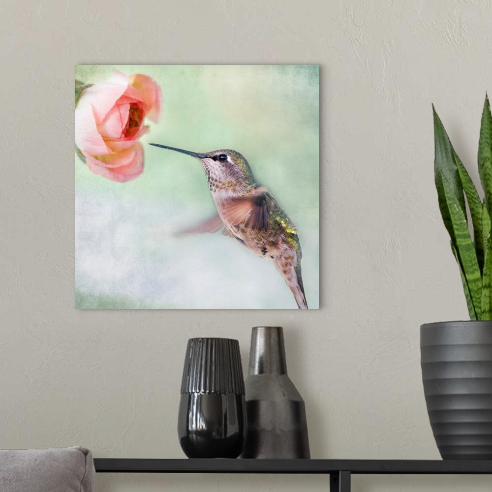 A modern room featuring Close up of hummingbird in-flight and pink ranunculus flower.