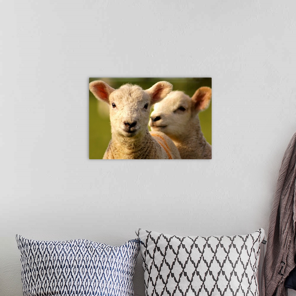 A bohemian room featuring Close up of lambs in field.