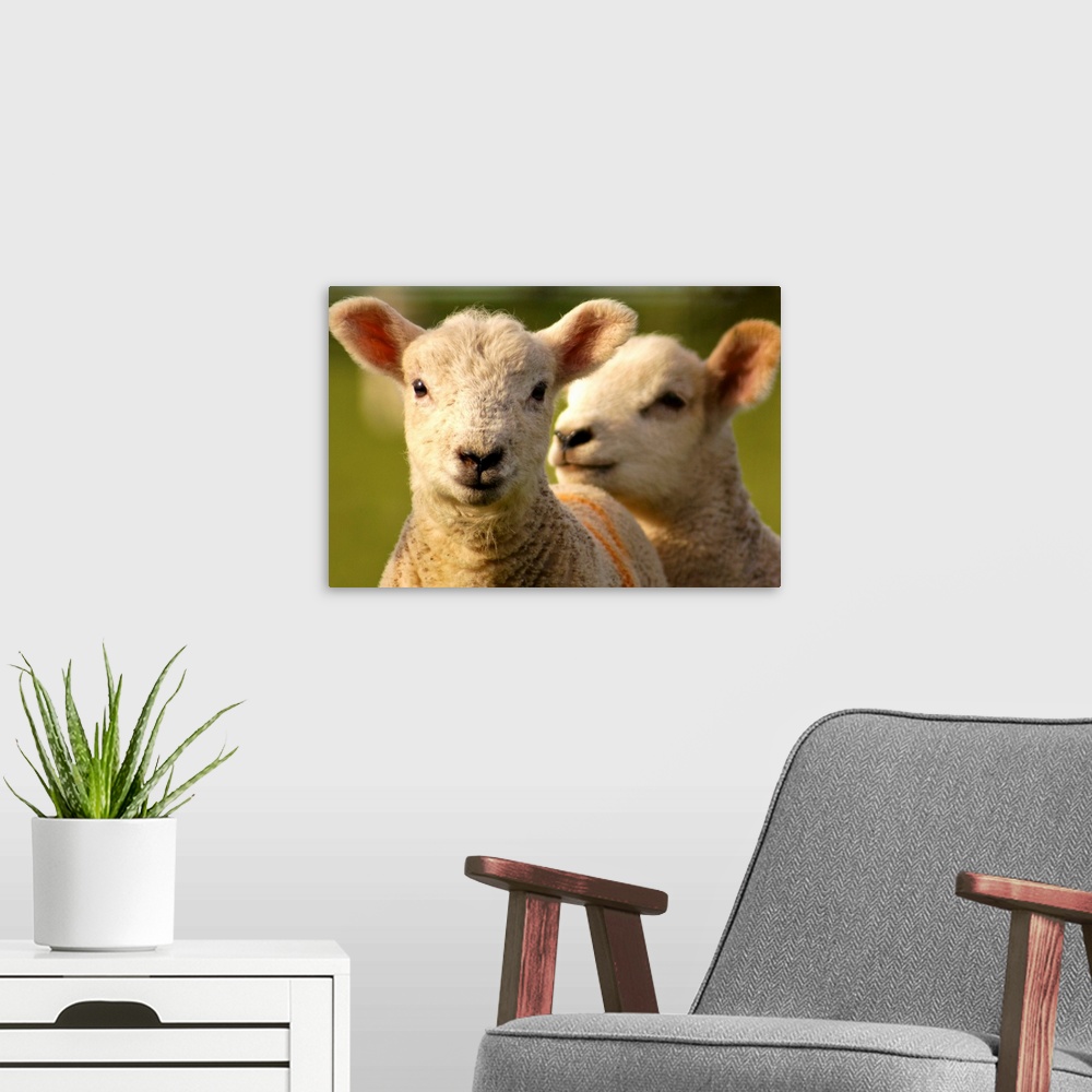 A modern room featuring Close up of lambs in field.