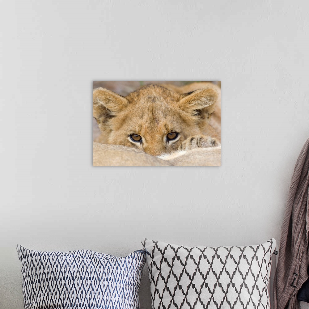 A bohemian room featuring Up-close photograph of baby lion's face as he peeks over his mother's back.