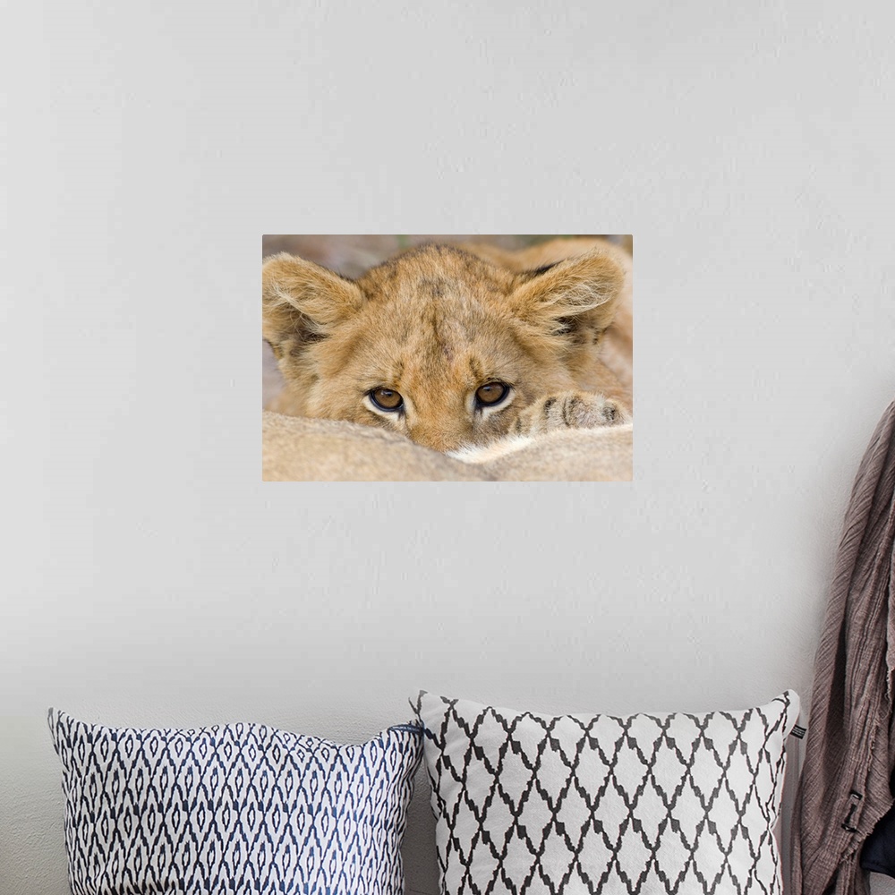 A bohemian room featuring Up-close photograph of baby lion's face as he peeks over his mother's back.