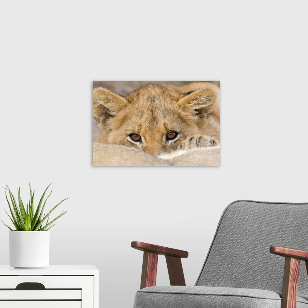 A modern room featuring Up-close photograph of baby lion's face as he peeks over his mother's back.