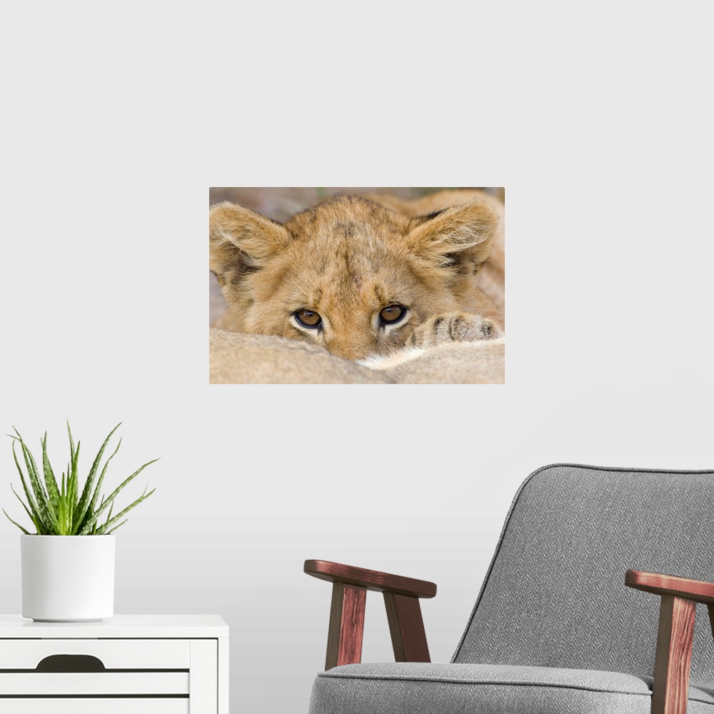 A modern room featuring Up-close photograph of baby lion's face as he peeks over his mother's back.