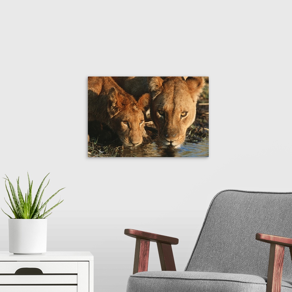 A modern room featuring Close up of Lioness (Panthera leo) and cub drinking. Moremi Wildlife Reserve, Botswana.