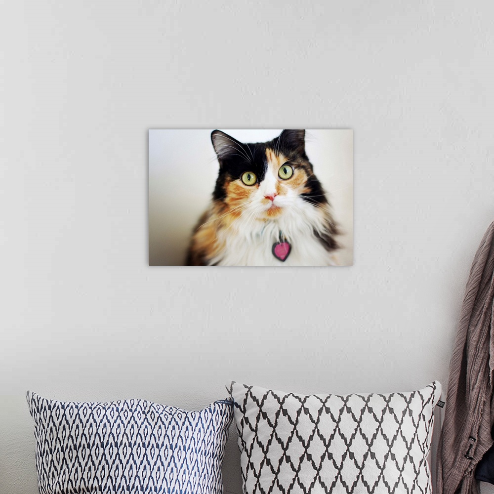 A bohemian room featuring Close-up of long haired calico cat.