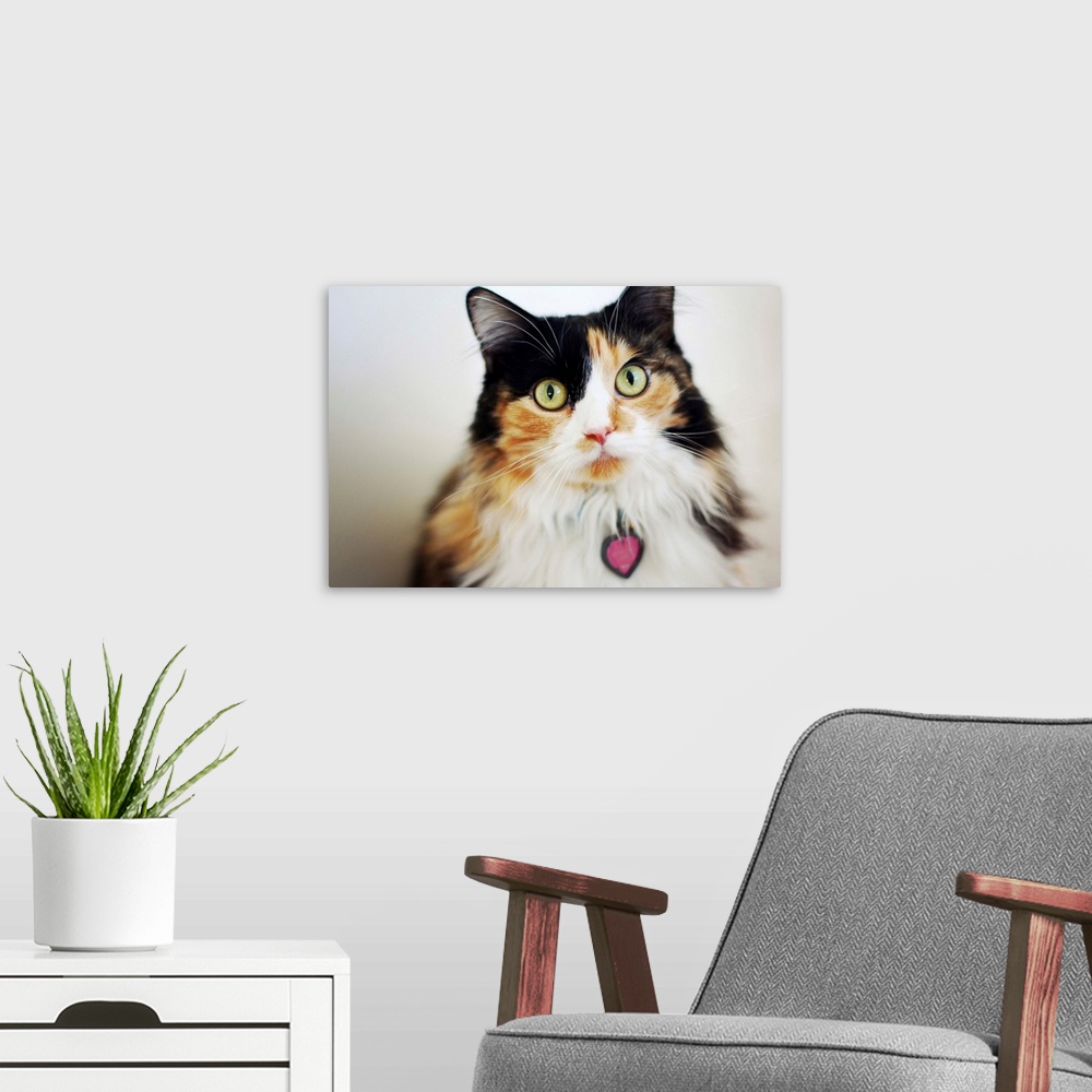 A modern room featuring Close-up of long haired calico cat.