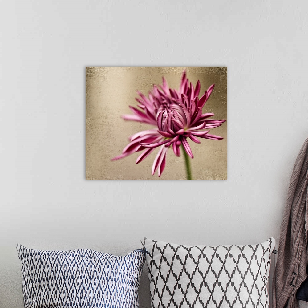A bohemian room featuring Close up of Mum flower.
