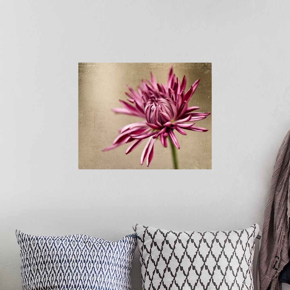 A bohemian room featuring Close up of Mum flower.