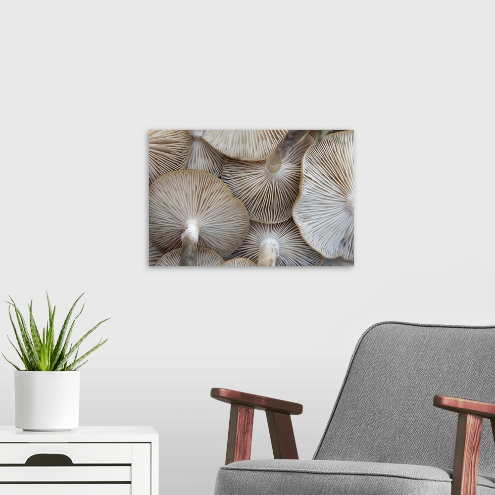 A modern room featuring Close up of mushrooms from underneath.