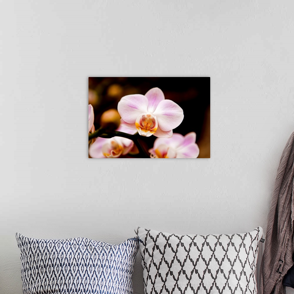 A bohemian room featuring Close up of Orchid flower against dark background.