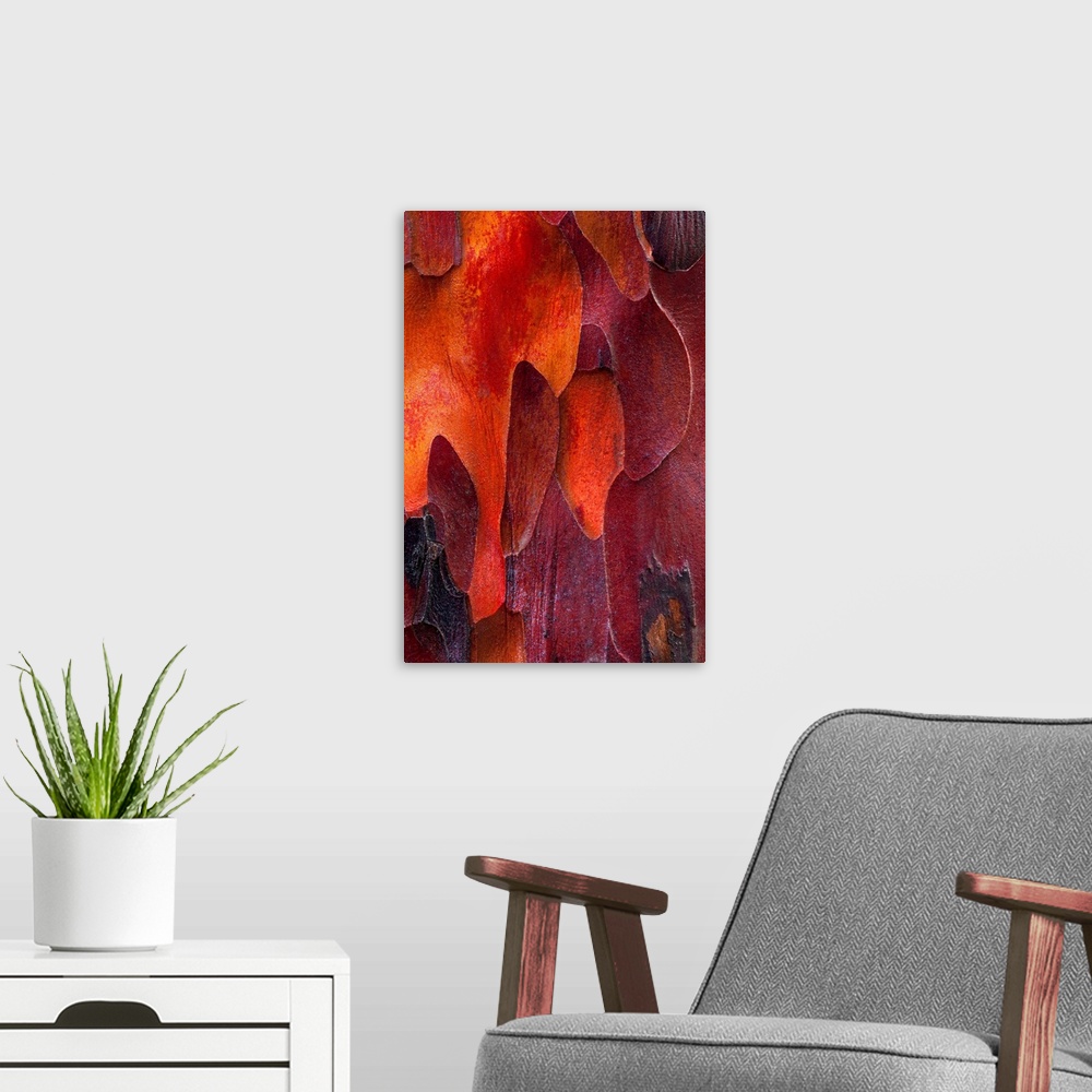A modern room featuring This nature photograph takes on a fine art and abstract quality from the closeness created shapes...