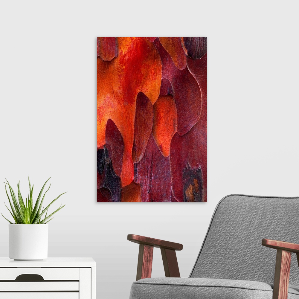A modern room featuring This nature photograph takes on a fine art and abstract quality from the closeness created shapes...