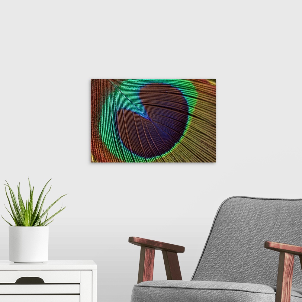 A modern room featuring Oversized, close up landscape photograph of a shimmering, colorful peacock feather.