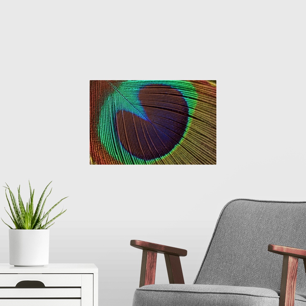 A modern room featuring Oversized, close up landscape photograph of a shimmering, colorful peacock feather.