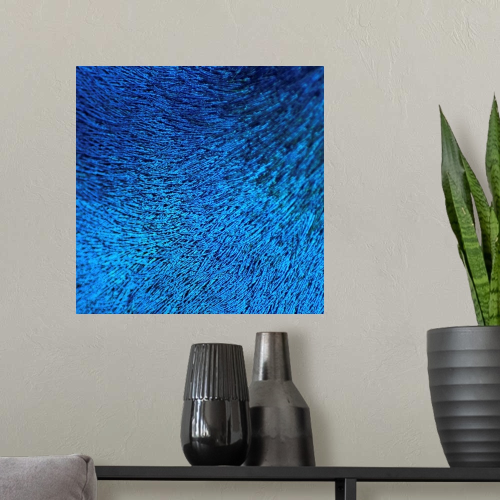 A modern room featuring This photograph is zoomed in very closely of a peacocks feather so that you only see a blue color.
