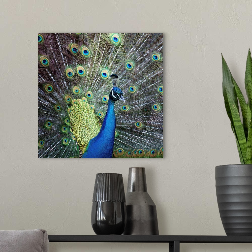 A modern room featuring Close up of peacock showing its beautiful feather.