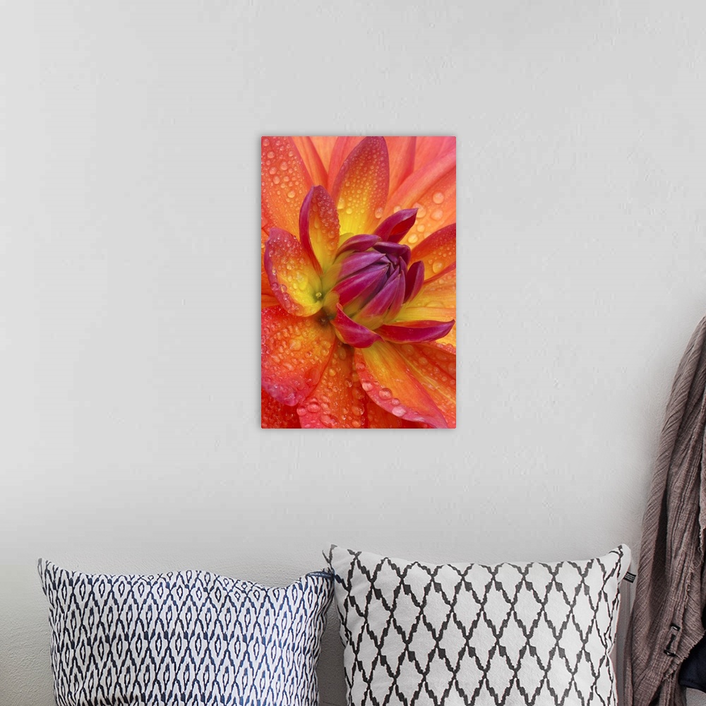 A bohemian room featuring Close-up of petals at the center of a dahlia flower, Dahlia 'firepot'. The petals are shot with o...