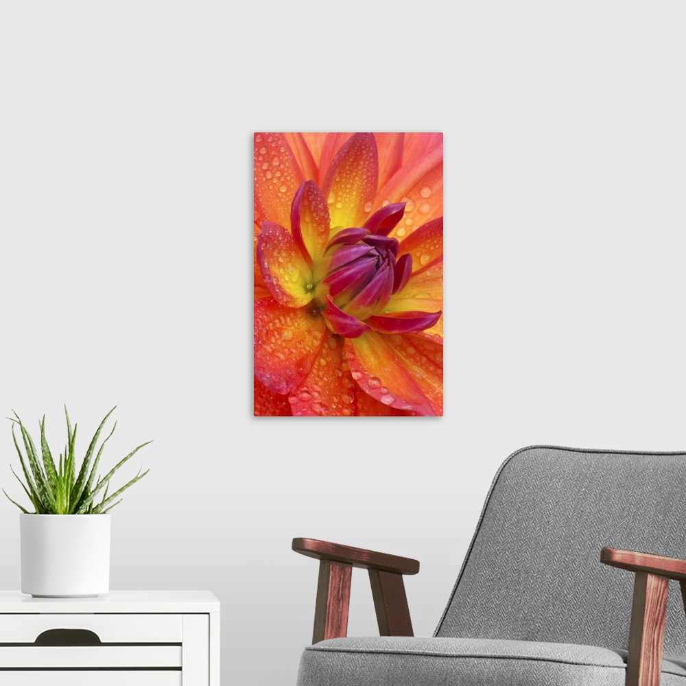 A modern room featuring Close-up of petals at the center of a dahlia flower, Dahlia 'firepot'. The petals are shot with o...