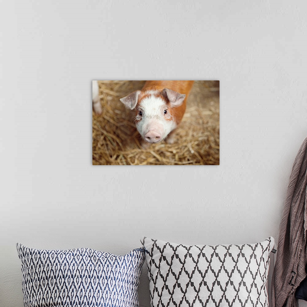 A bohemian room featuring Close up of piglet