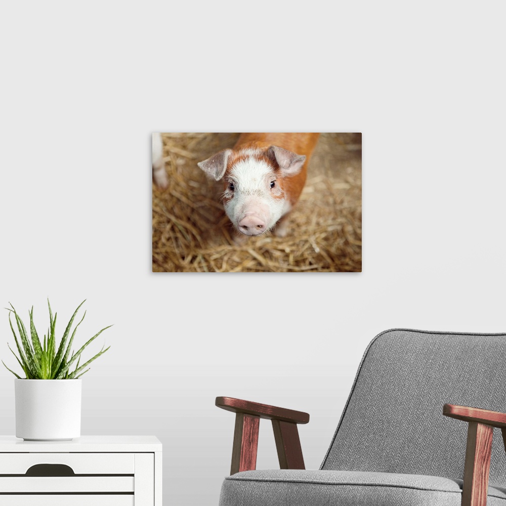 A modern room featuring Close up of piglet
