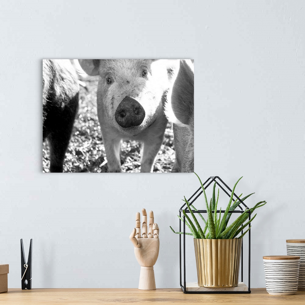 A bohemian room featuring Close up of piglets