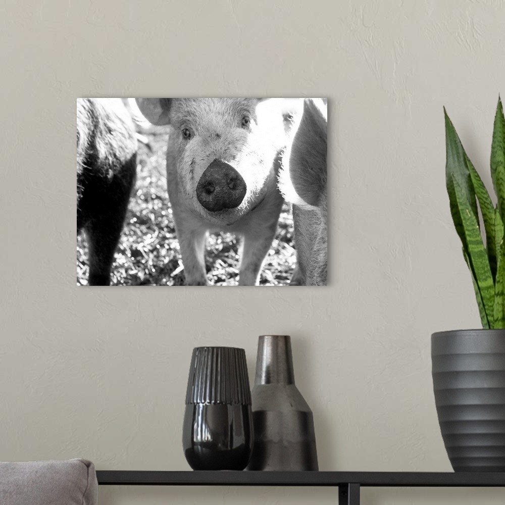 A modern room featuring Close up of piglets