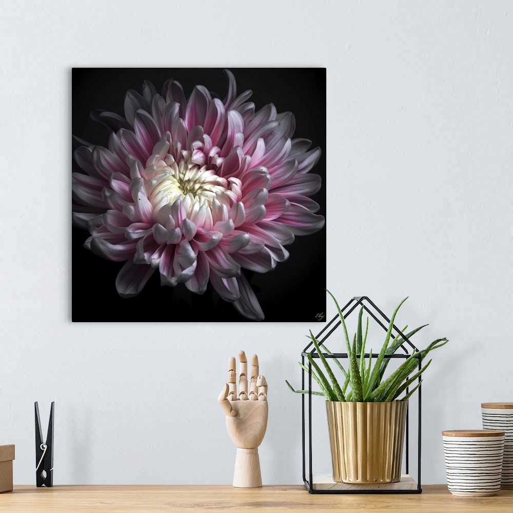 A bohemian room featuring Close up of pink dhalia with black background.