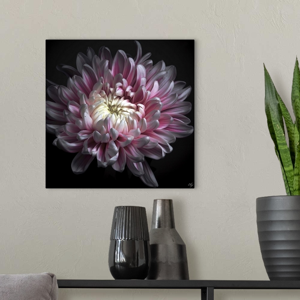 A modern room featuring Close up of pink dhalia with black background.