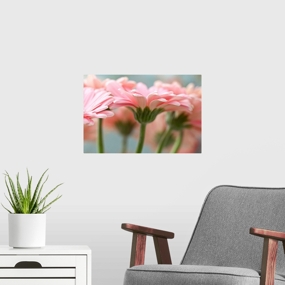 A modern room featuring Close-up of pink gerbera daisies.