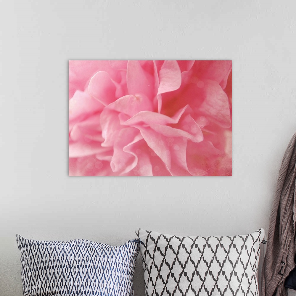 A bohemian room featuring Close up of pink Hollyhock flower.