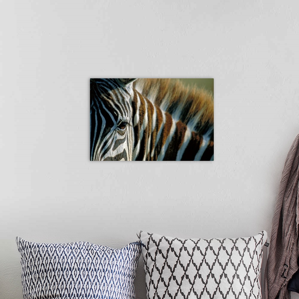 A bohemian room featuring Close-Up Of Plains Zebra