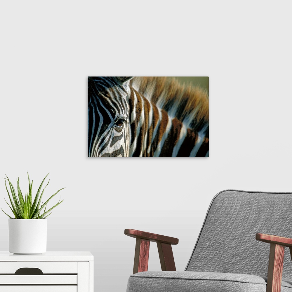 A modern room featuring Close-Up Of Plains Zebra
