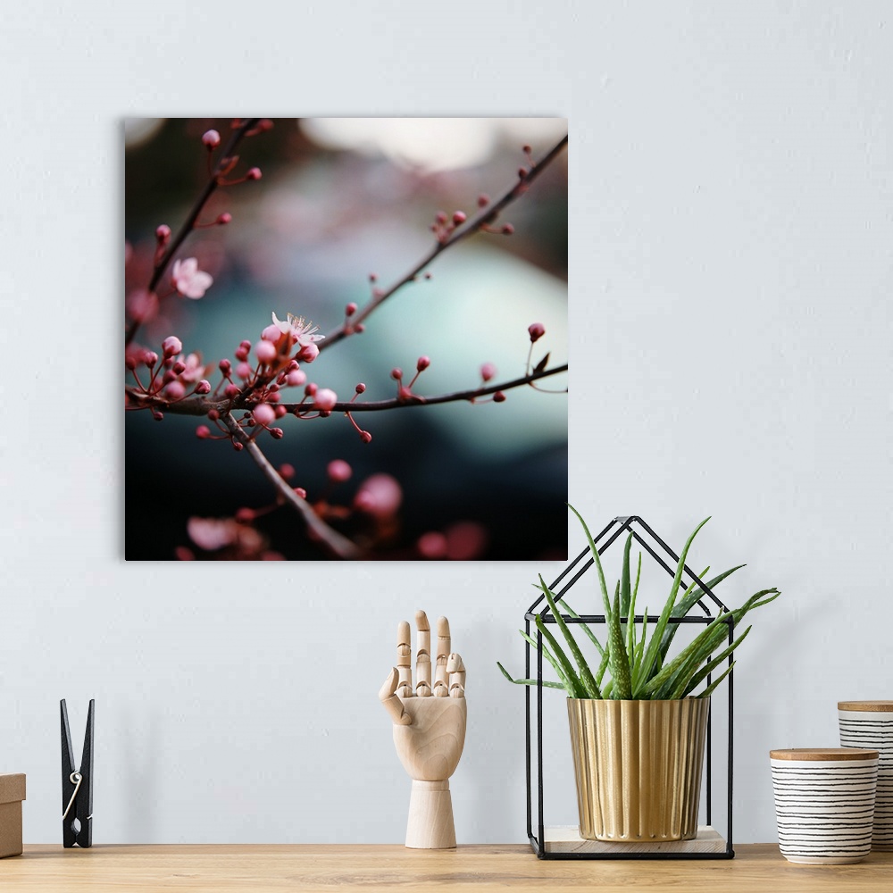 A bohemian room featuring Close-up of plum blossoms.