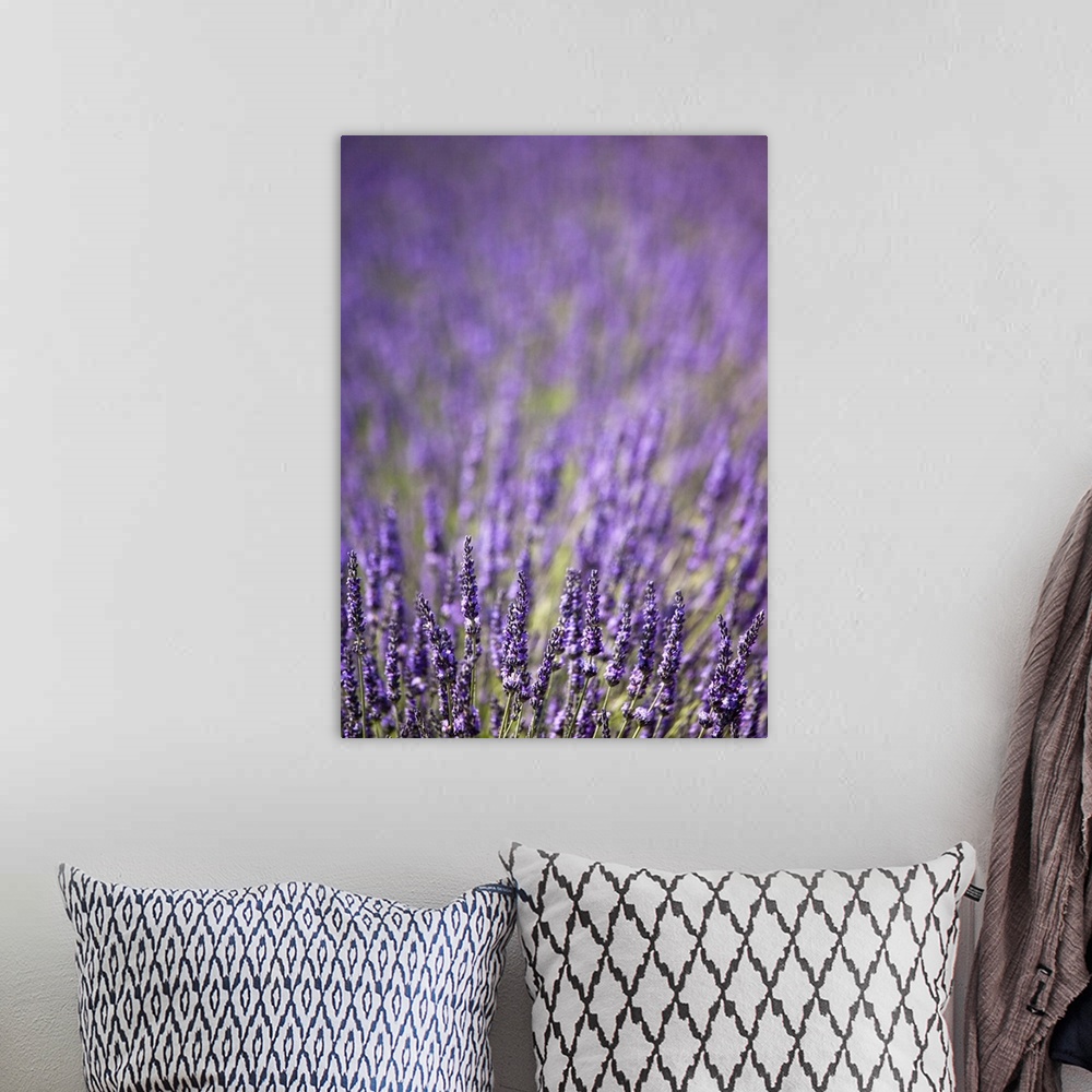 A bohemian room featuring Close up of purple flowers in field