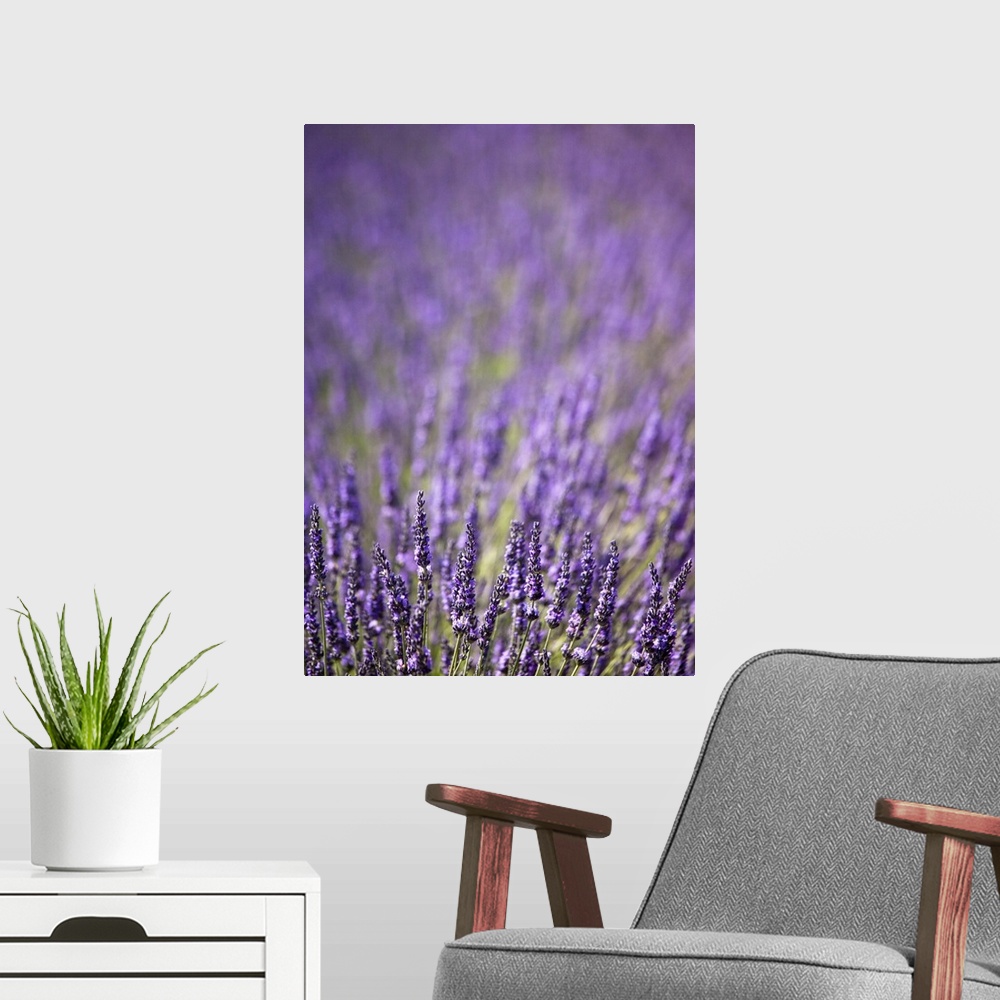 A modern room featuring Close up of purple flowers in field