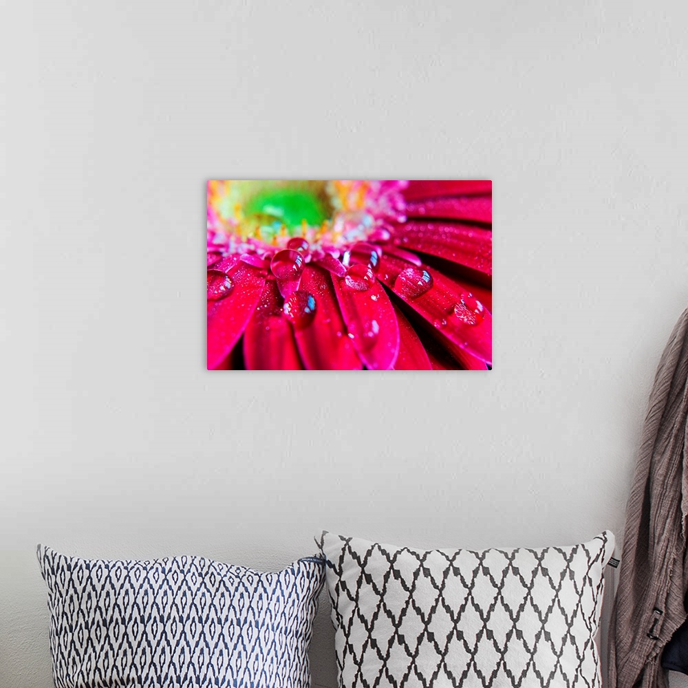 A bohemian room featuring Giant horizontal close up photograph of many droplets of water resting on the petals of a vibrant...
