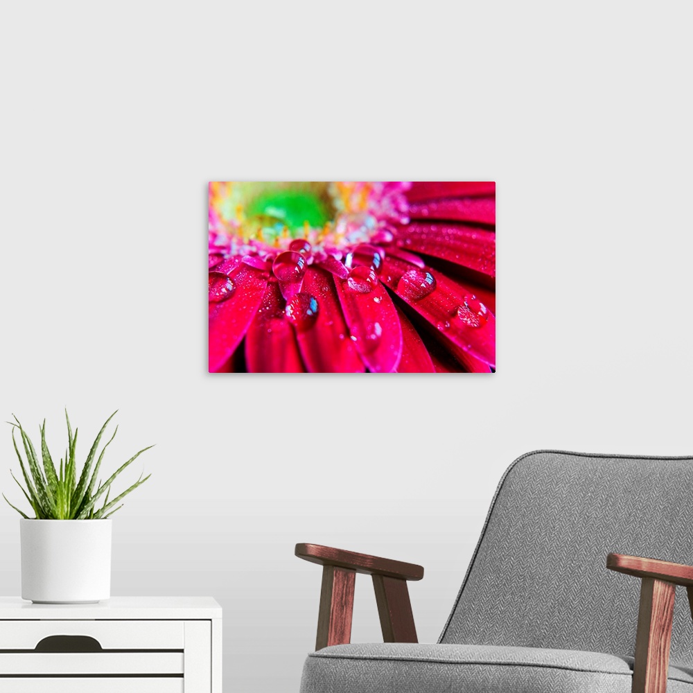 A modern room featuring Giant horizontal close up photograph of many droplets of water resting on the petals of a vibrant...