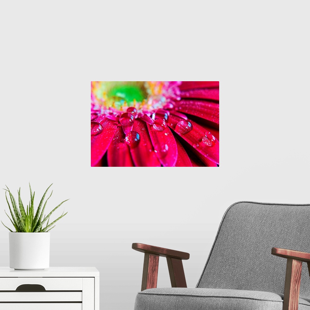 A modern room featuring Giant horizontal close up photograph of many droplets of water resting on the petals of a vibrant...