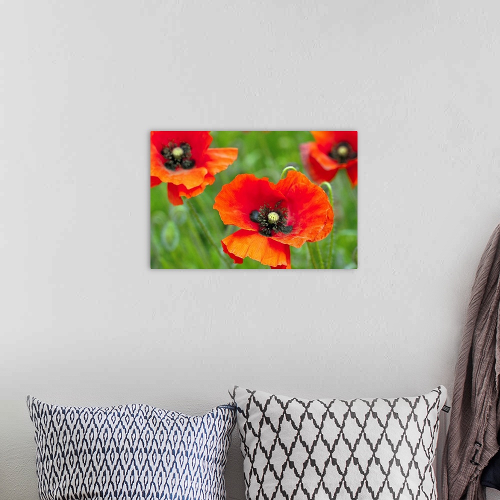 A bohemian room featuring Close up of red poppies growing wild in field in Hertfordshire UK.