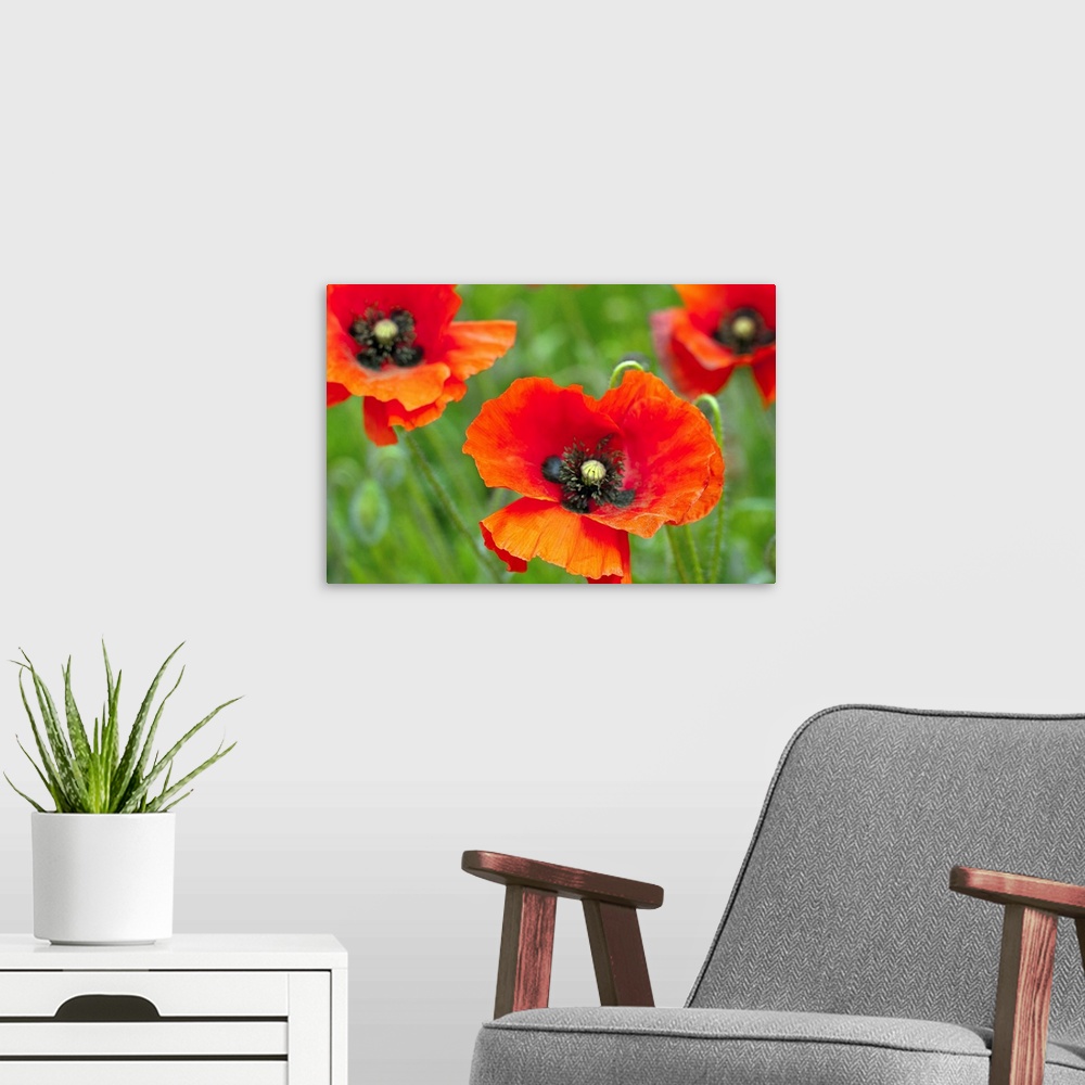 A modern room featuring Close up of red poppies growing wild in field in Hertfordshire UK.