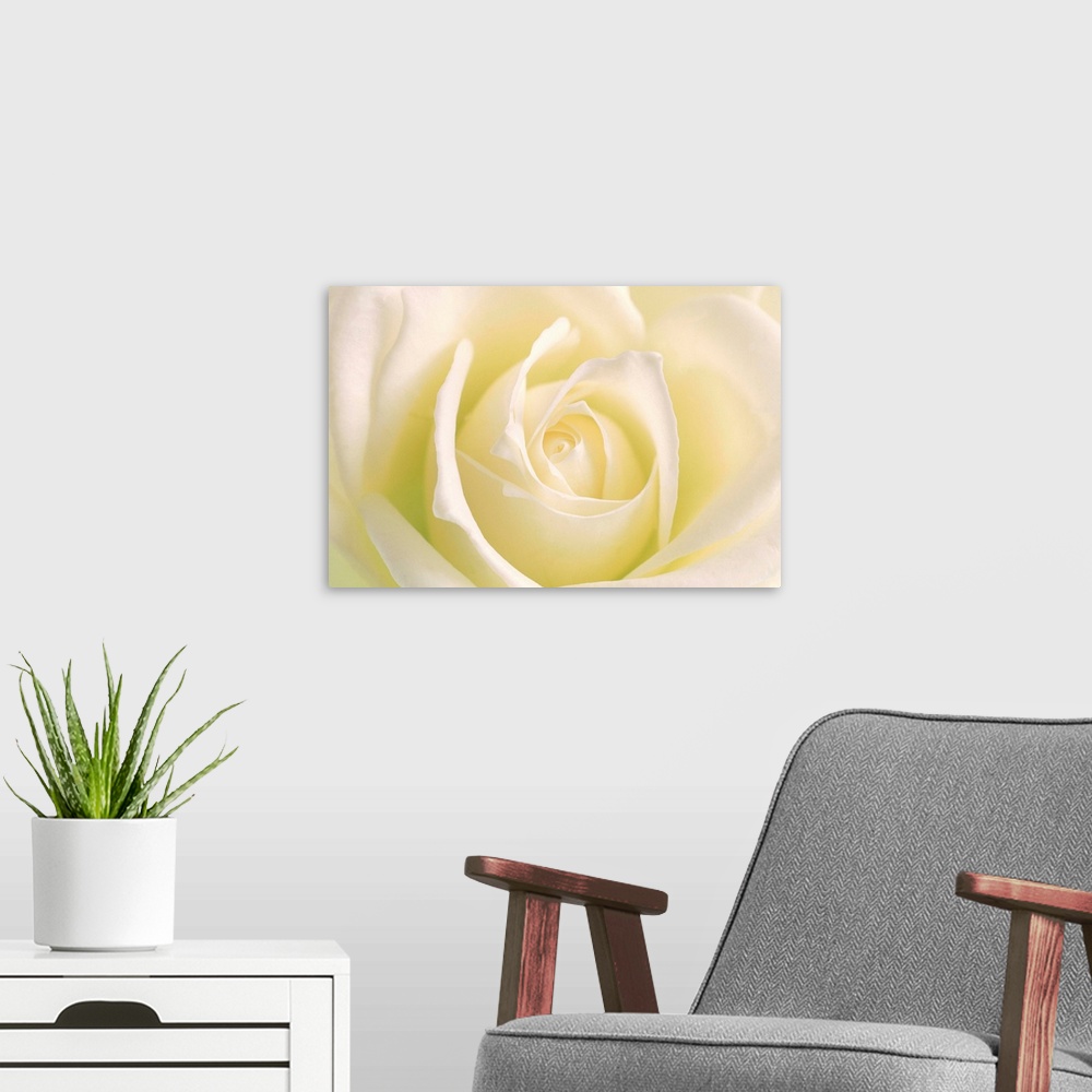 A modern room featuring Close-up of rose --- Image by .. ION/amanaimagesRF/amanaimages/Corbis