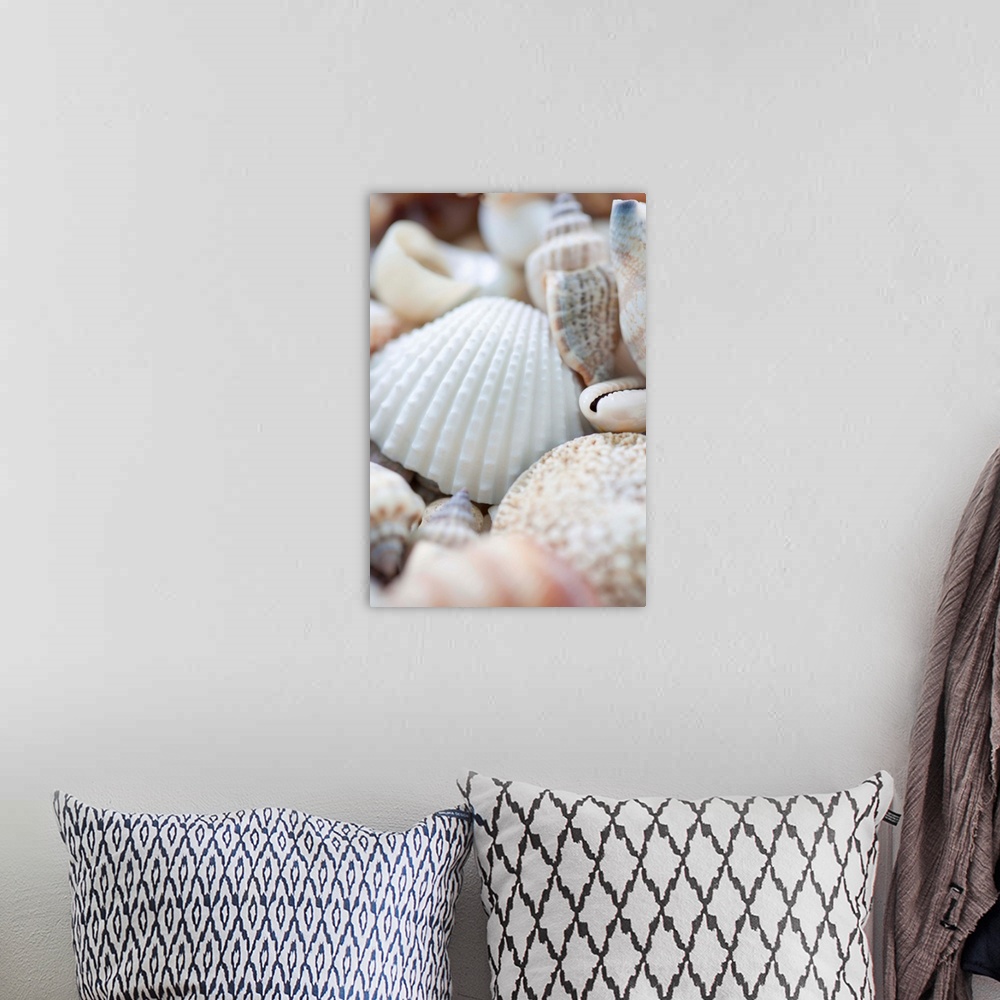 A bohemian room featuring Close up of sea shells with shallow focus