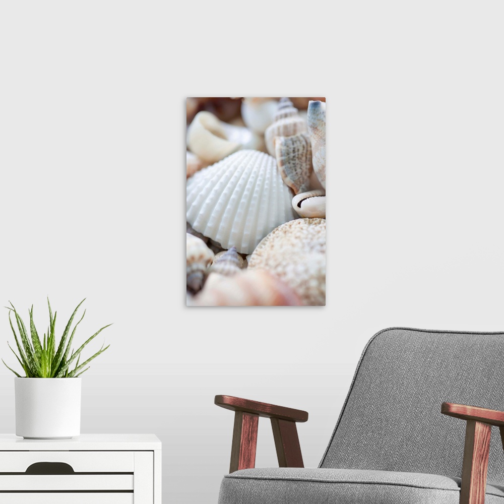 A modern room featuring Close up of sea shells with shallow focus