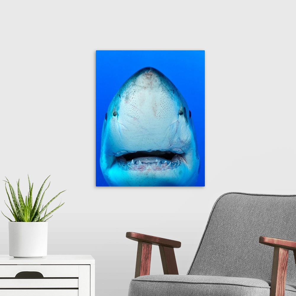 A modern room featuring Close up of shark.